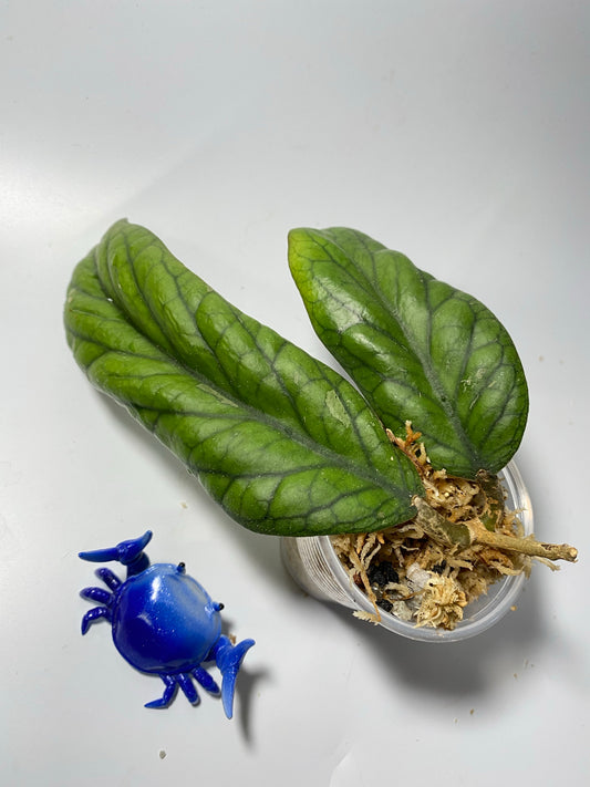 Hoya vitellinoides - unrooted