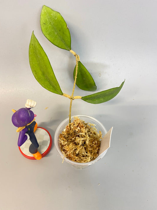 Hoya erythrostemma - big pink - has roots