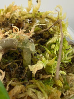 hoya macrophylla snow queen - some roots