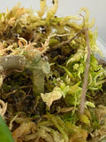 hoya macrophylla snow queen - some roots