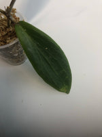 Hoya Benvergarai