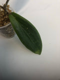 Hoya Benvergarai