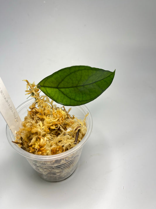 Free addon - Hoya hainanensis - Unrooted