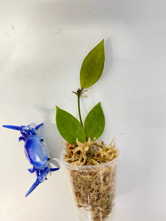 Hoya memoria (gracilis) unrooted - free addon