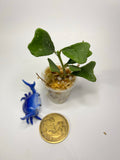 Hoya manipurensis - Unrooted
