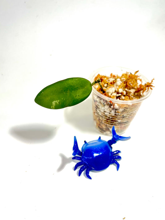 Hoya sabah dragonfly epc 960 - Unrooted