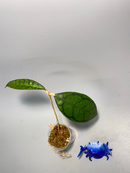 Hoya callistophylla short leaf - has roots