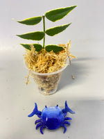 Hoya Bella outer variegation. (Albomarginata) - Unrooted