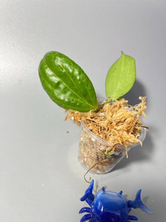 Hoya nicholsoniae - Unrooted