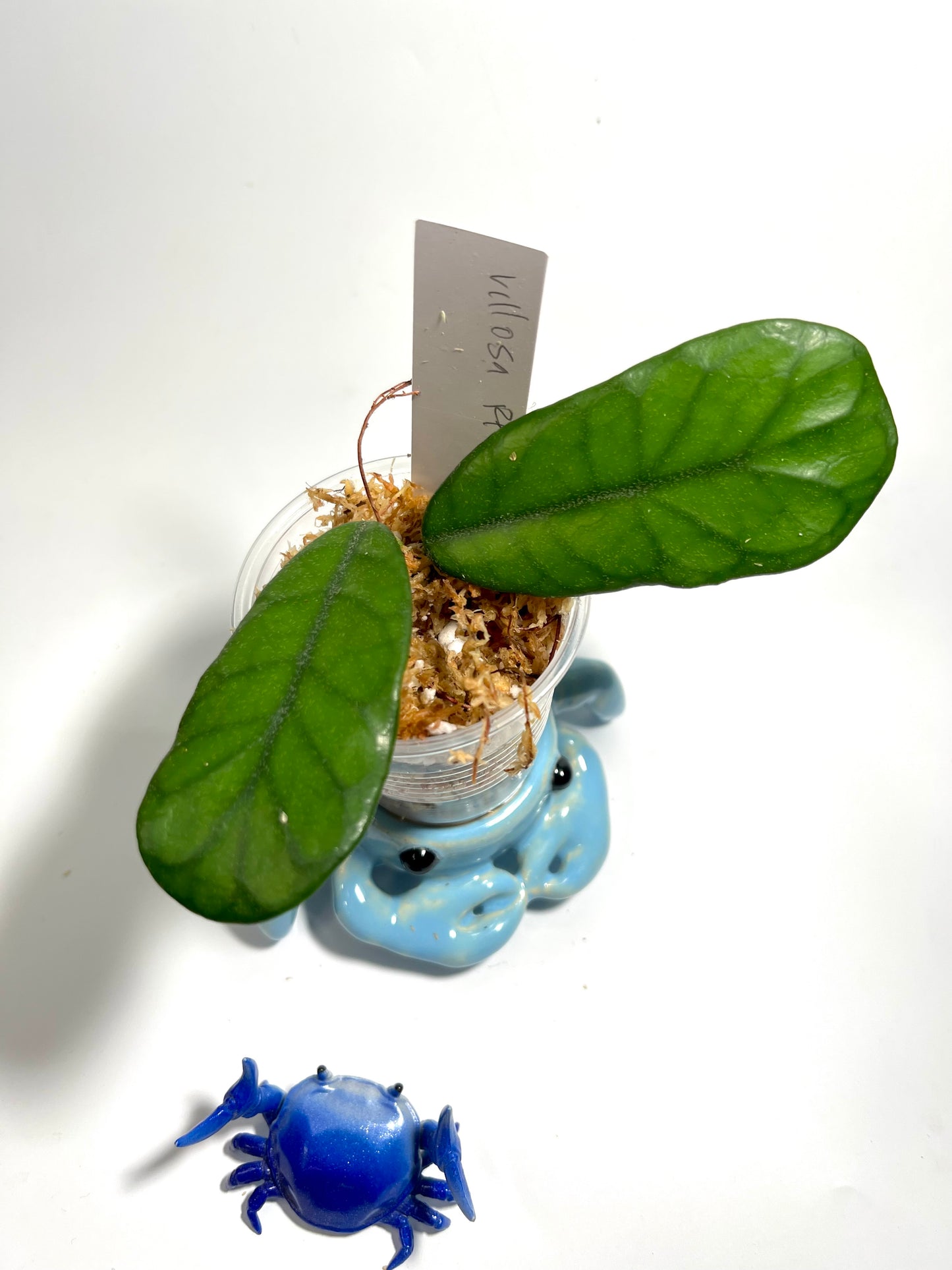 Hoya villosa rp - unrooted