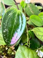 Hoya rangae - fresh cut / 1 node / 1 leaf - Unrooted