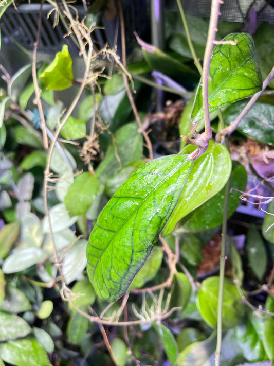 Hoya cv Ann  - fresh cut 1 node/ 2 leaves - Unrooted