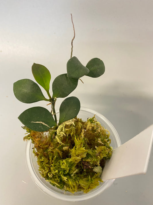 Hoya carmelae - has roots