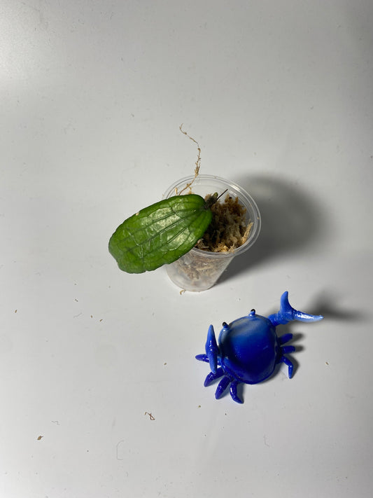 Hoya erythrina - unrooted