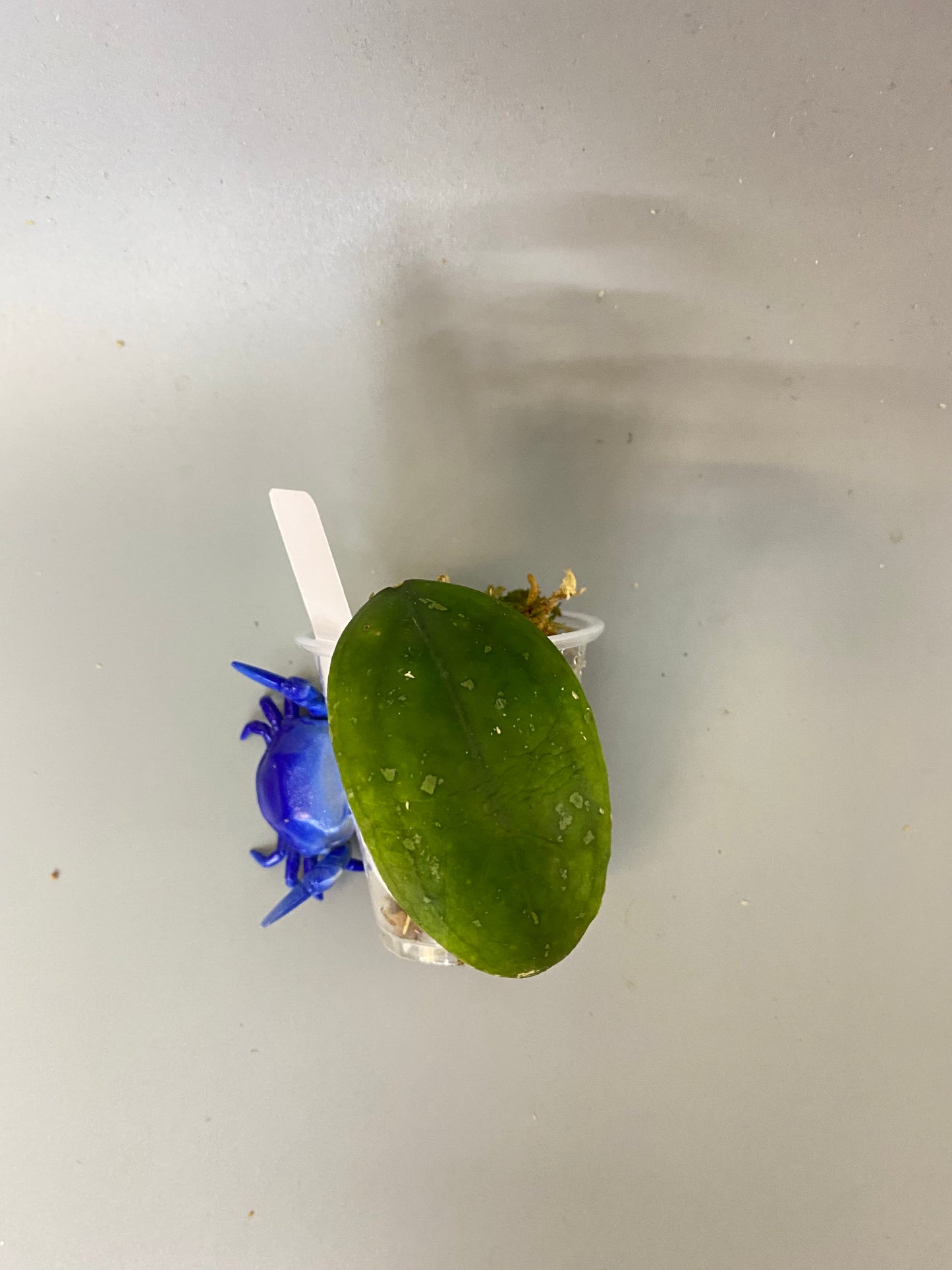 Hoya Vitellina - orange - rooted