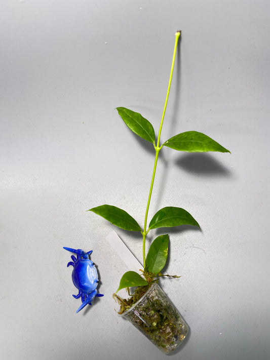 Hoya cembra / odorata - has some roots