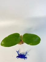 Hoya aldrichii - has some roots