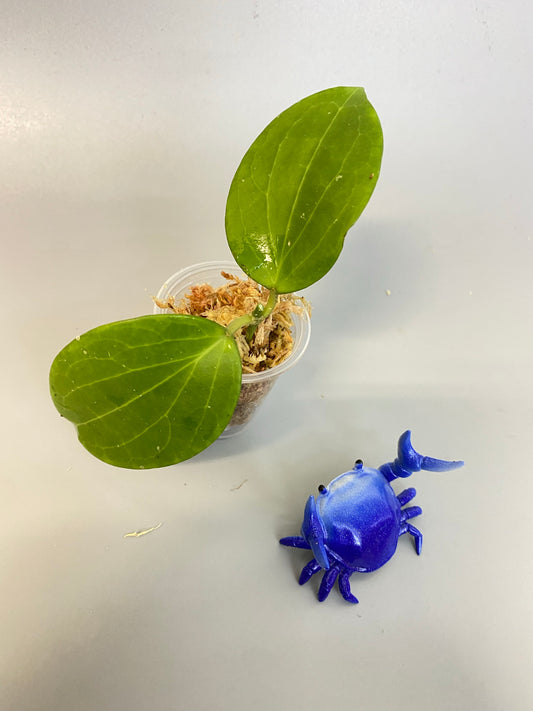 Hoya Genieve MB1141 - unrooted