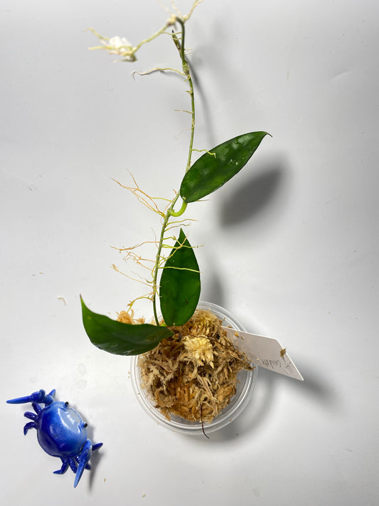 Hoya caudata hooker - unrooted