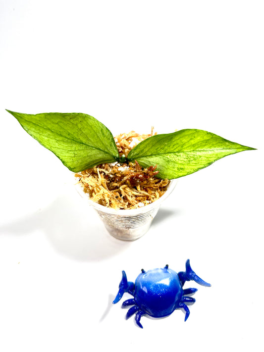 Hoya polyneura broget - fresh cut 1 node / 2 leaves - Unrooted