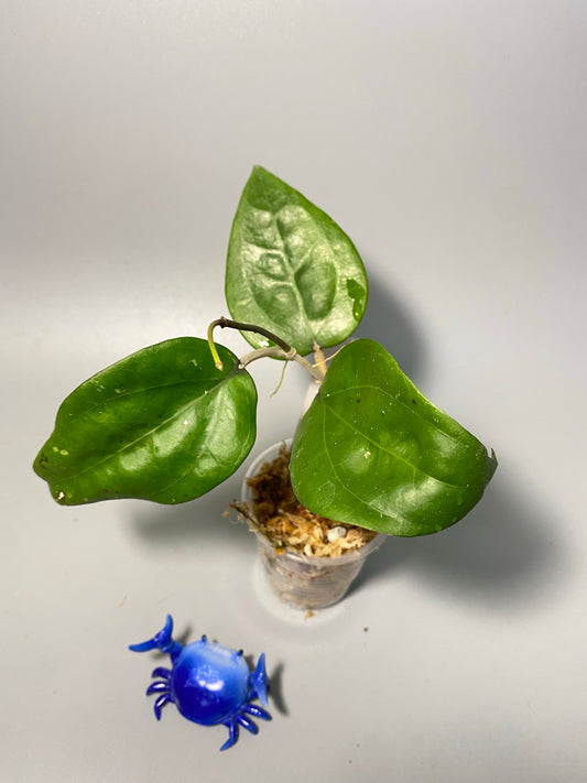 Hoya glabra - active growth