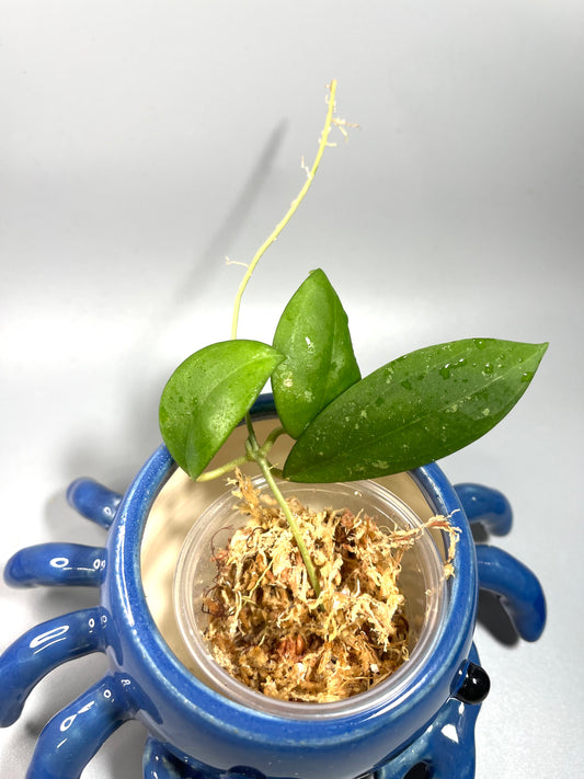 Hoya erythrostemma pink corona - Unrooted