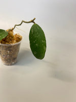 Hoya phuwuaensis - roots just starting to emerge (1mm)