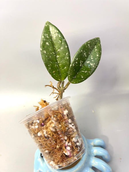 Hoya carnosa Wilbur graves (Russia) - Unrooted