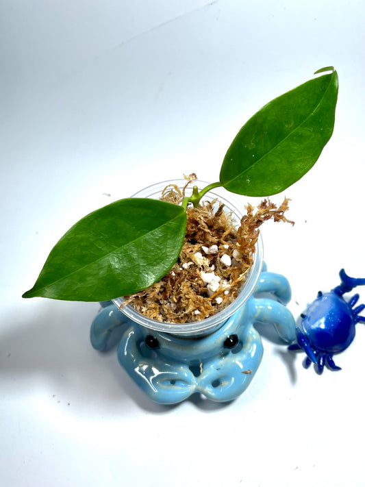 Hoya paziae - Unrooted