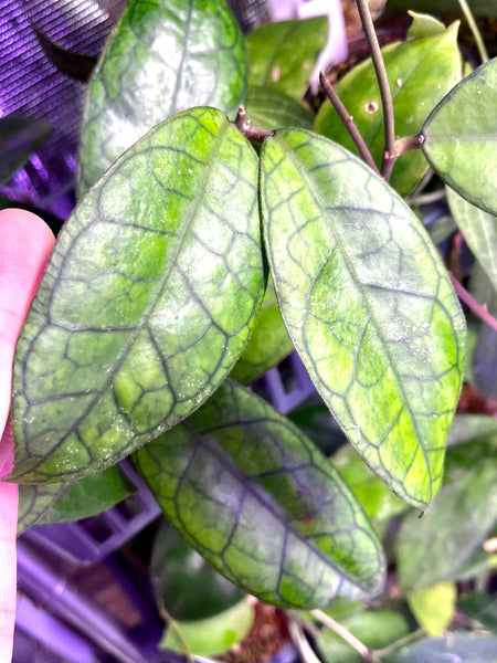 Hoya cv Ann - fresh cut 1 node / 2 leaves - Unrooted