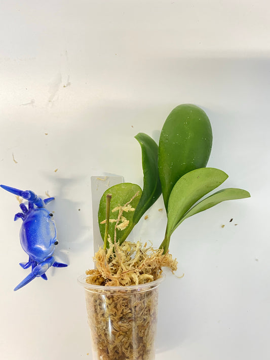 Hoya Lucardenasiana - starting to root