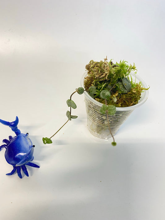 String of hearts silver glory - free addon