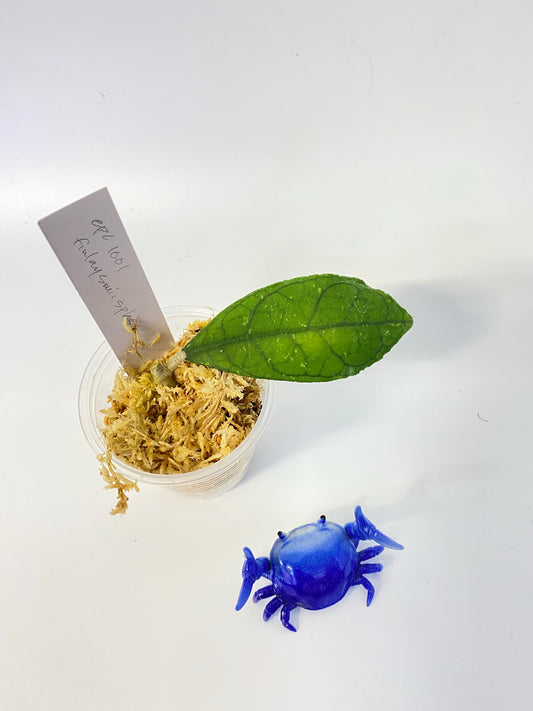 Hoya EPC 1001 (finlaysonii x meredithii) - unrooted