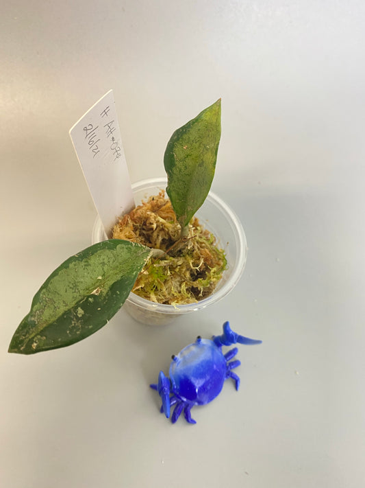 Hoya AH-074 - just starting to root.