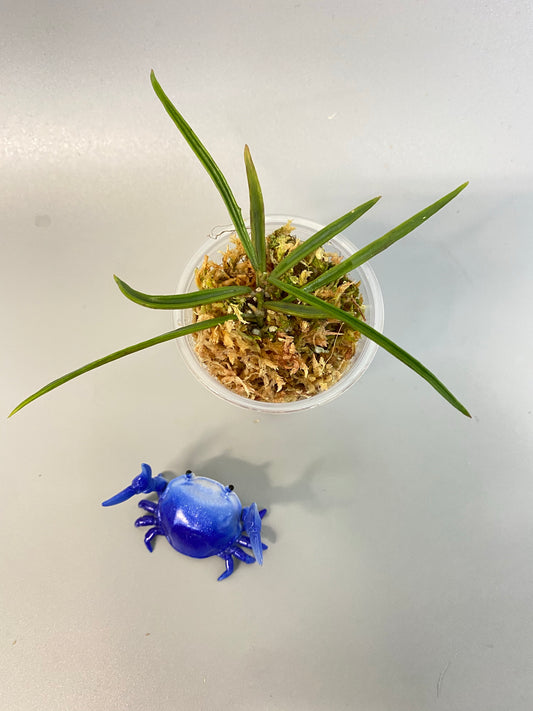 Hoya acicularis - has some roots