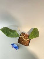 Hoya perak teddy bear / peninsularis - growth point forming