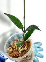 Hoya lacunosa mr tent EPC 329 - Unrooted