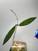Hoya scortechinii pink UT001- has some roots