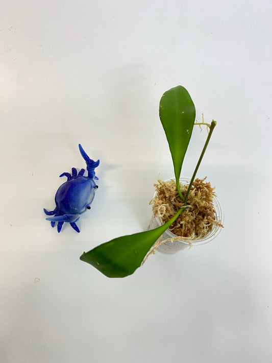 Hoya cv noona - has some roots