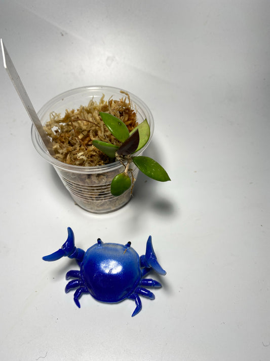 Hoya picta - unrooted