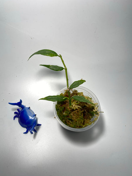 Hoya paxtonii - active growth