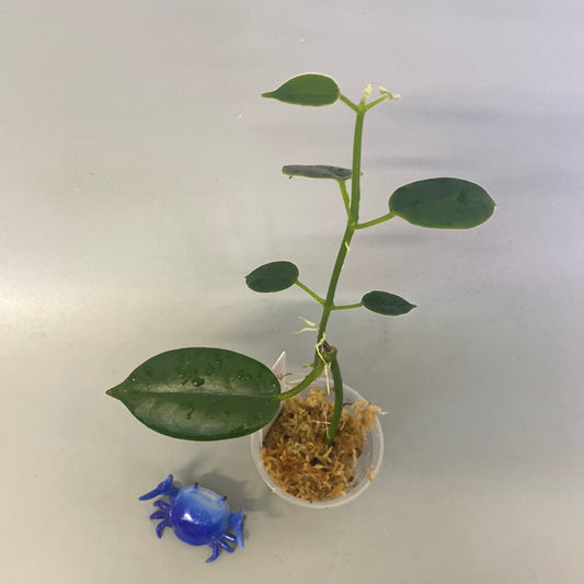 Hoya cv optimistic - starting to root