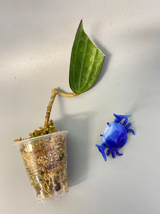 Hoya cinnamomifolia - has roots