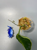 Hoya kenejiana albomarginata - throngs treasure - active growth