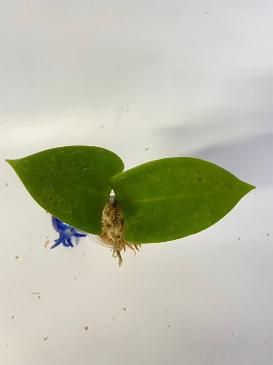 Hoya BP05 - Unrooted