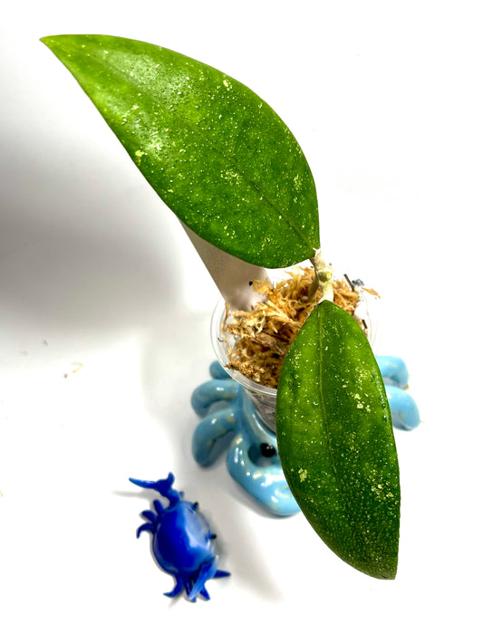 Reserved for Teresa - Hoya sp ko Chang island  - Unrooted