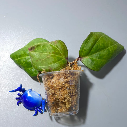 Hoya Sarawak - Unrooted