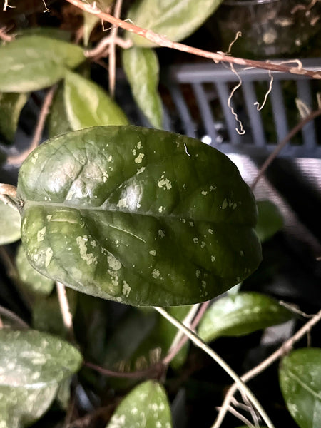 Hoya aff forbesii - fresh cutting - 1 node / 1 leaf - Unrooted
