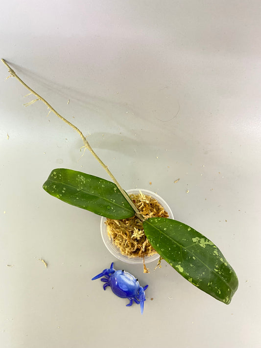 Hoya verticillata var hendersonii - unrooted