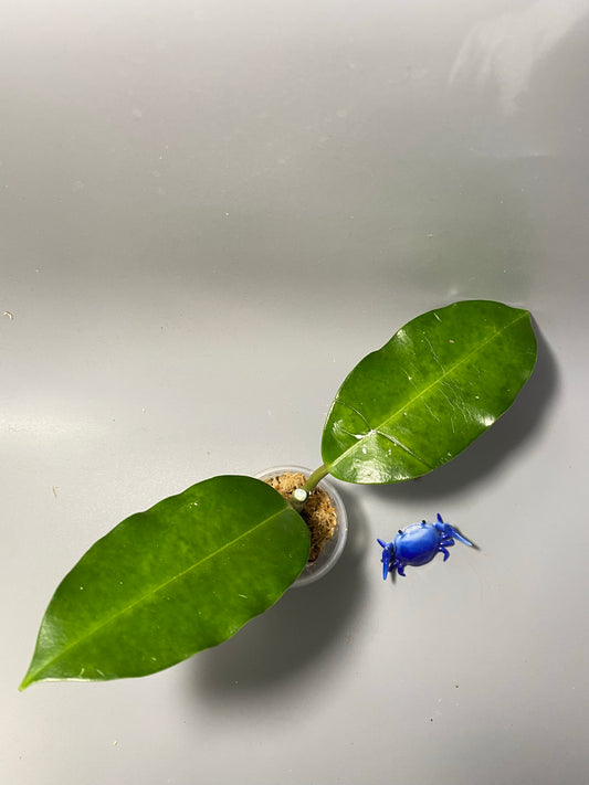 Hoya imperialis Palawan - Unrooted